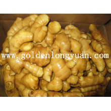 Golden Supplier New Crop Fresh Ginger (200g and up)